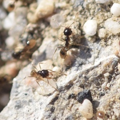 Pheidole barbata