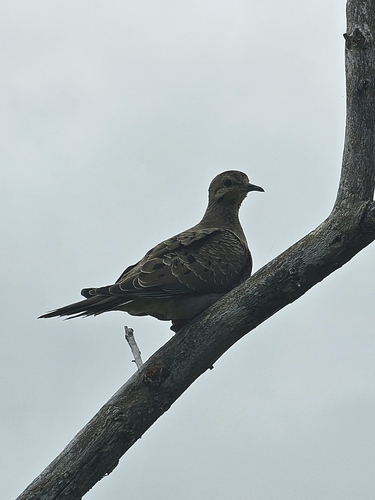 Mourning Dove