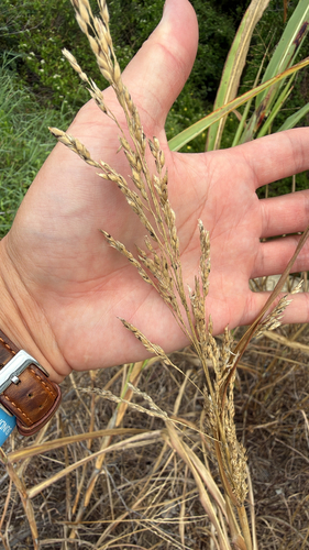 Johnson grass