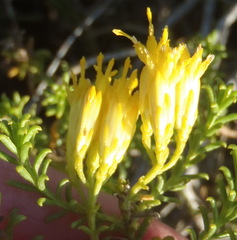 Pteronia uncinata