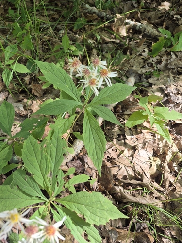 whorled wood aster