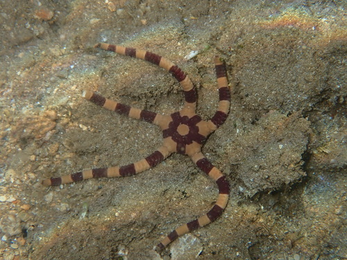 Ophiolepis superba observed 2026-09-02