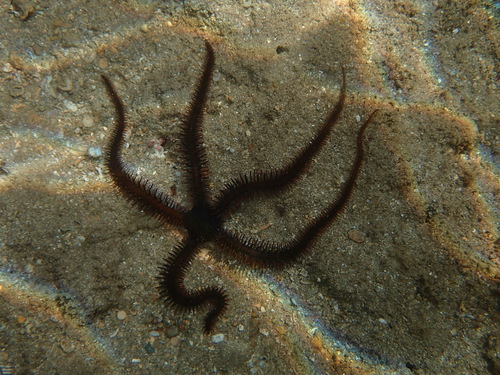 Ophiocoma erinaceus observed 2026-09-02