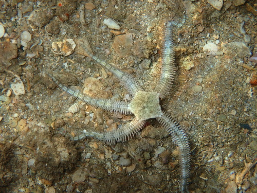 Breviturma brevipes observed 2026-09-02