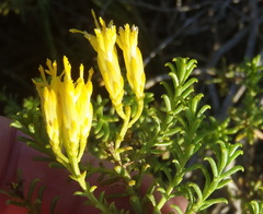 Pteronia uncinata