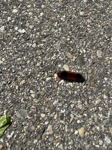 Isabella Tiger Moth