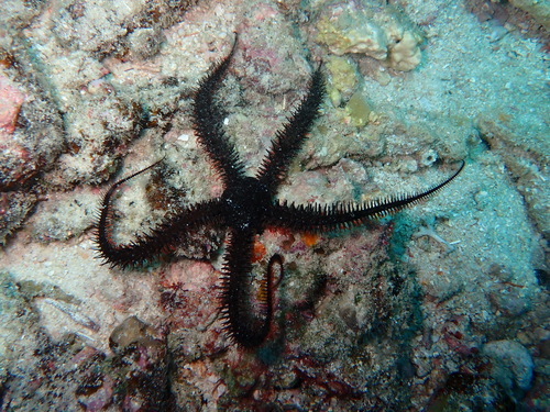 Ophiocoma erinaceus observed 2026-09-03