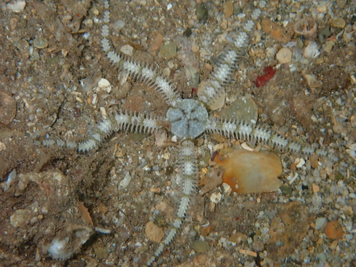 Breviturma brevipes observed 2026-09-03