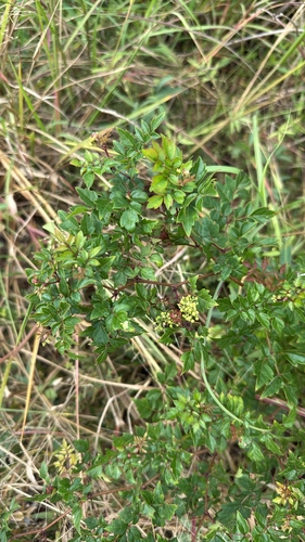 peppervine