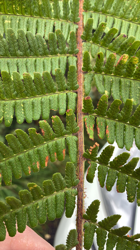 Dryopteris lacunosa