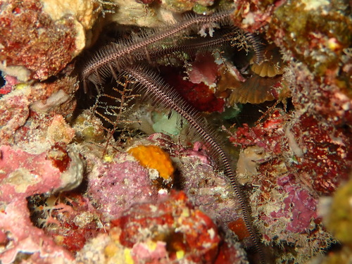 Ophiomastix caryophyllata observed 2026-09-04