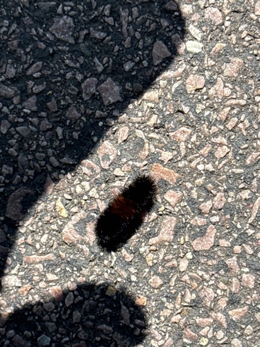 Isabella Tiger Moth