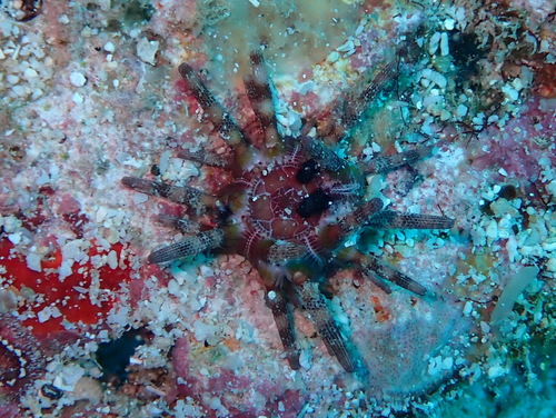 Eucidaris metularia observed 2026-09-05