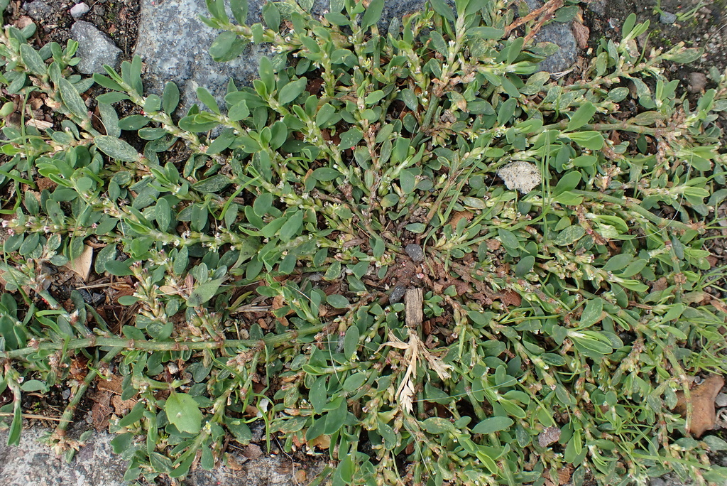 Polygonum arenastrum; photograph author not stated, no rights reserved