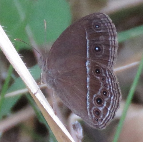 Dingy Bushbrown