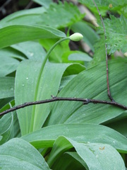 Allium microdictyon
