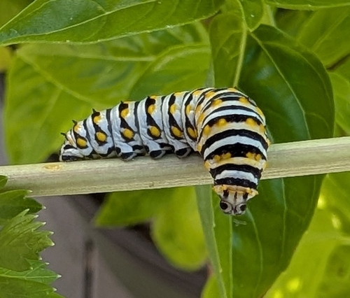 Black Swallowtail