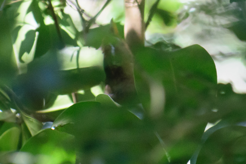 Garrulax canorus observed 2026-09-03