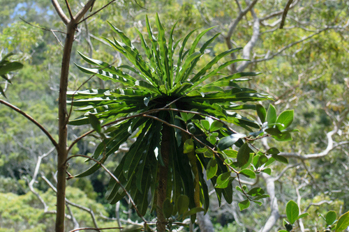 Cyanea leptostegia observed 2026-09-03