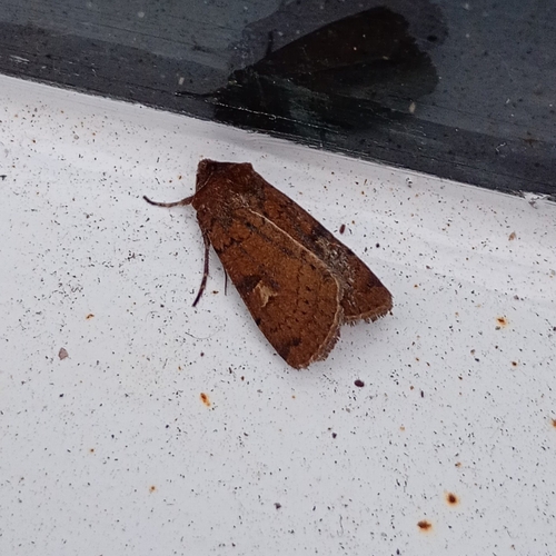 Square-spot Rustic