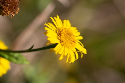 Common Fleabane