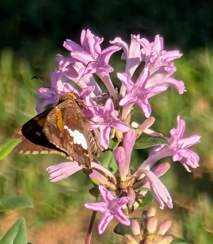 Silver-spotted Skipper