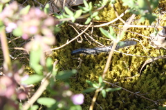 Ommatoiulus sabulosus aimatopodus