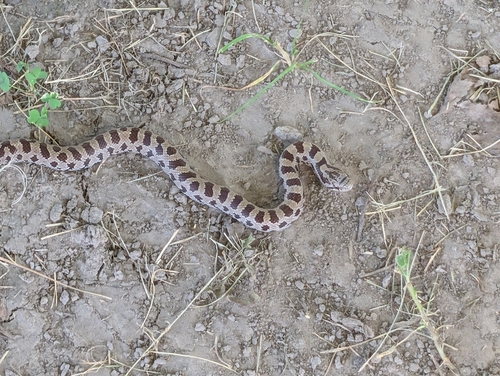 Prairie Kingsnake