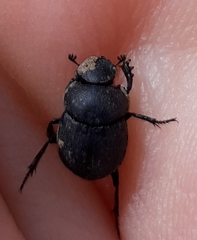 Boreocanthon simplex