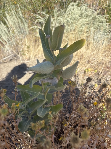 showy milkweed