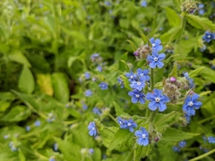Pentaglottis sempervirens