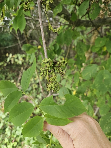 Ash Flower Gall Mite