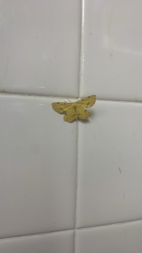 Crocus Geometer Moths
