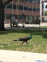 Pavo cristatus × muticus