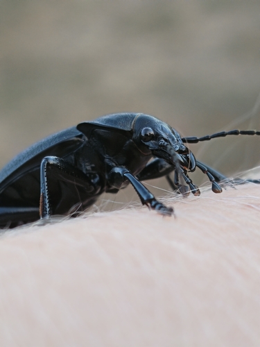 Leather Beetle