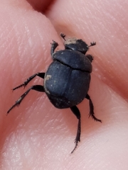 Boreocanthon simplex