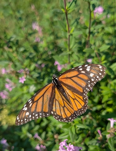 Monarch
