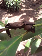 Archaeoprepona demophon centralis