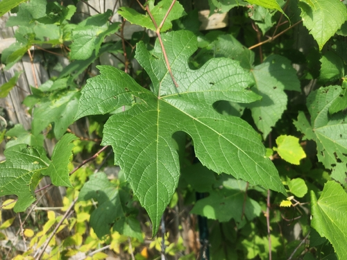 Vitis aestivalis, photograph 2