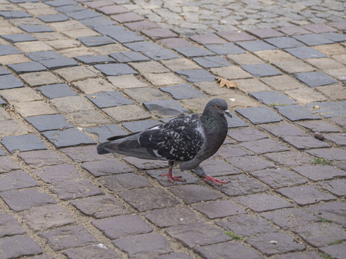 Feral Pigeon