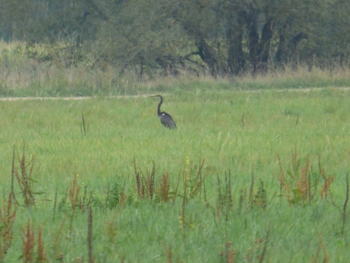 Grey Heron