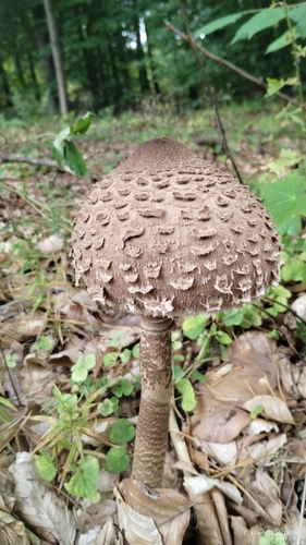 Parasol