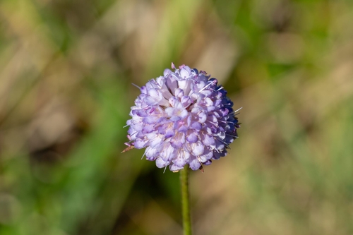 Devil's-bit Scabious