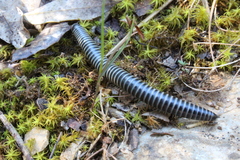 Ommatoiulus sabulosus aimatopodus