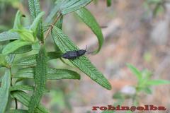 Lacon punctatus