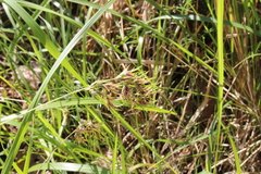 Poa bulbosa vivipara