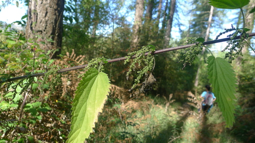 great stinging nettle