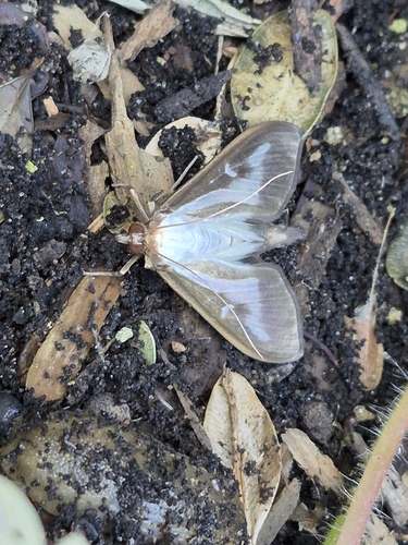 Box Tree Moth