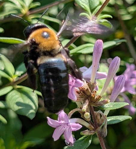 Eastern Carpenter Bee