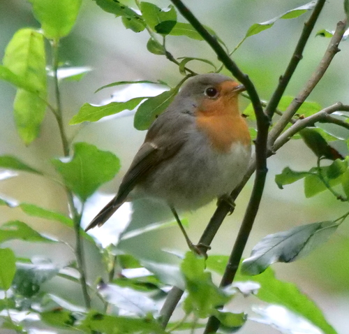European Robin